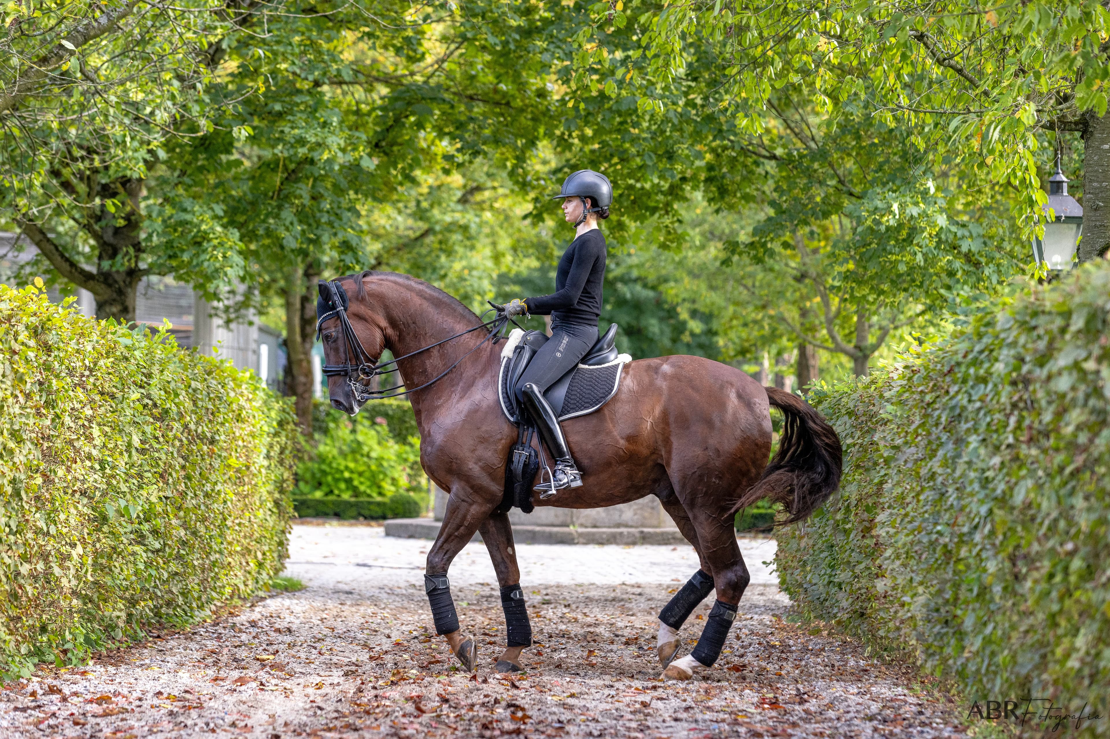 Rider on a tree-lined path