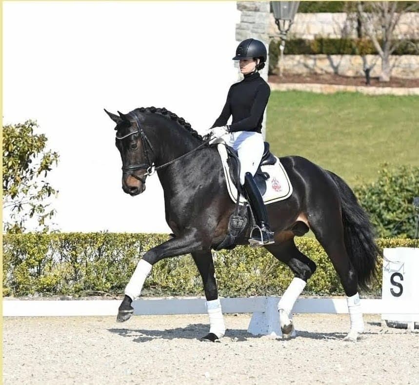 Philosophy of Dressage Dynamics — horse and rider in harmony