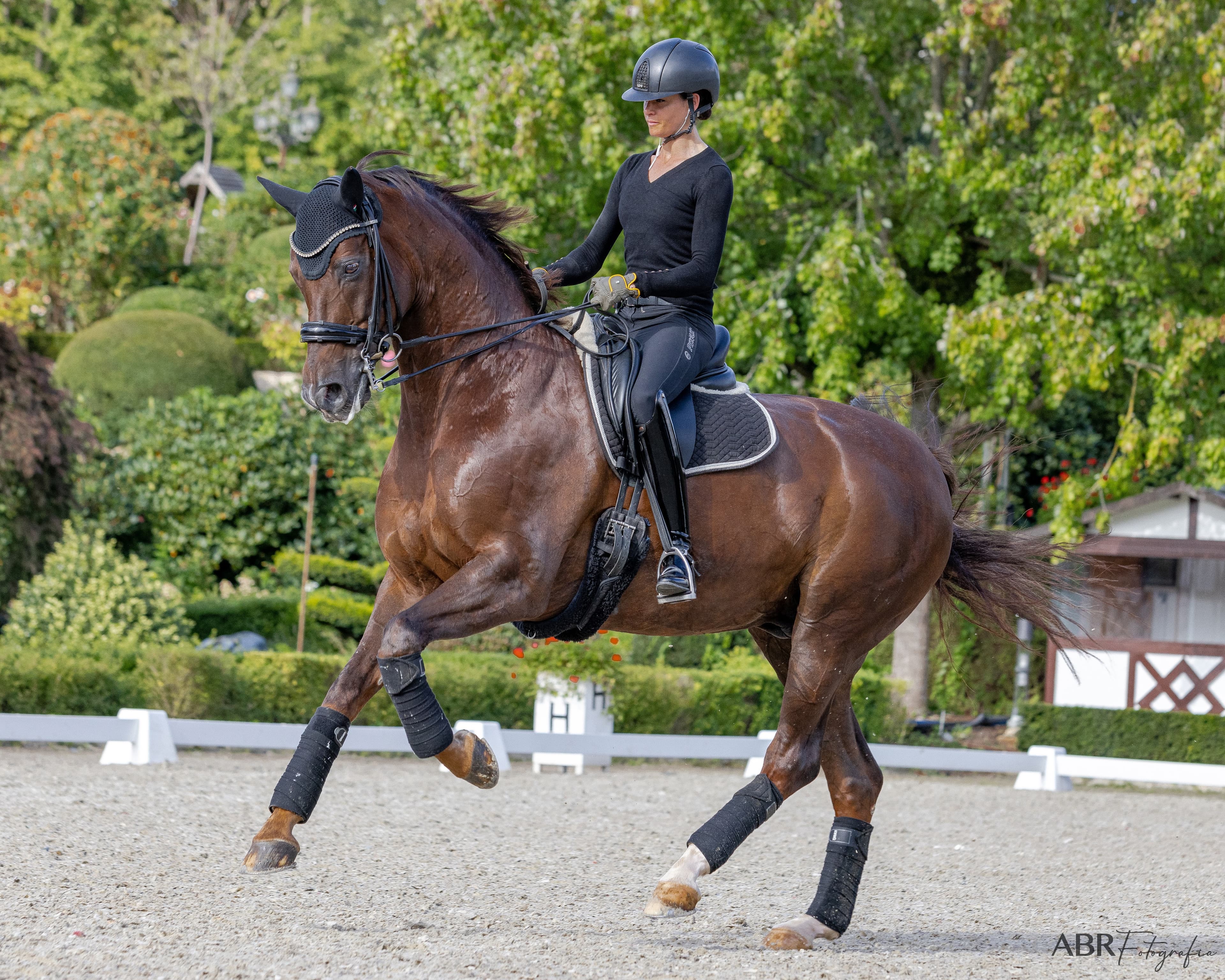 Dressage arena background
